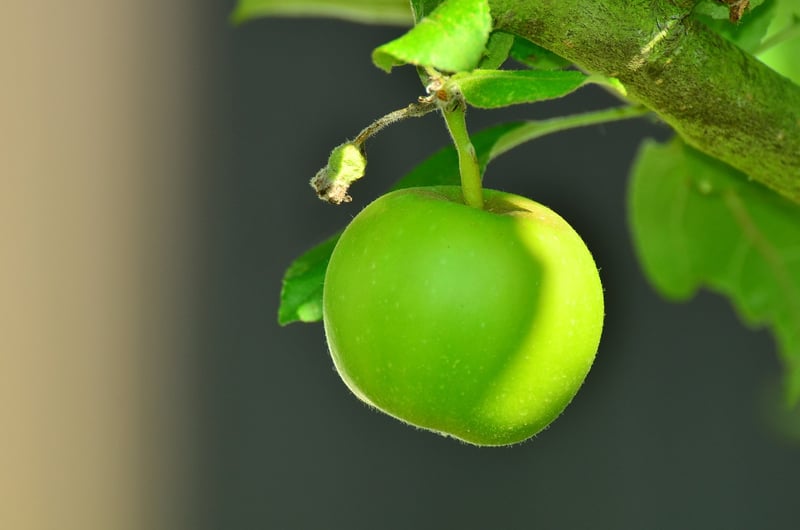 Apple Tree
