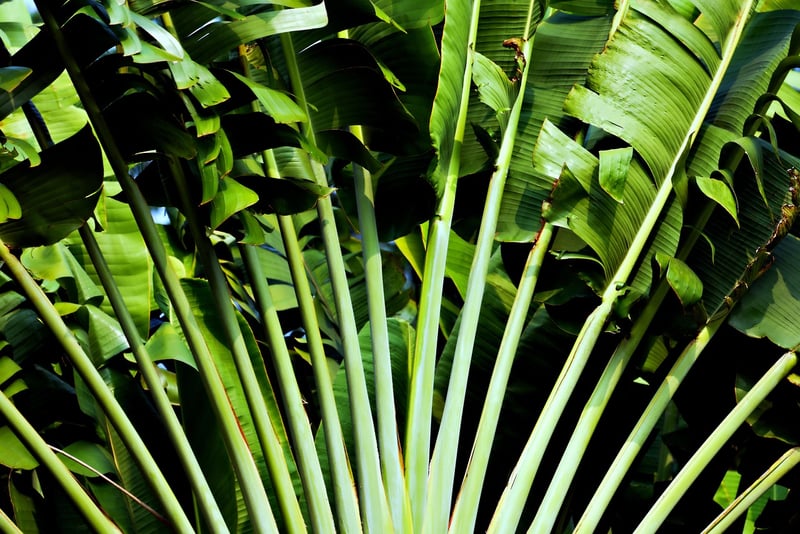 Climbing Plant