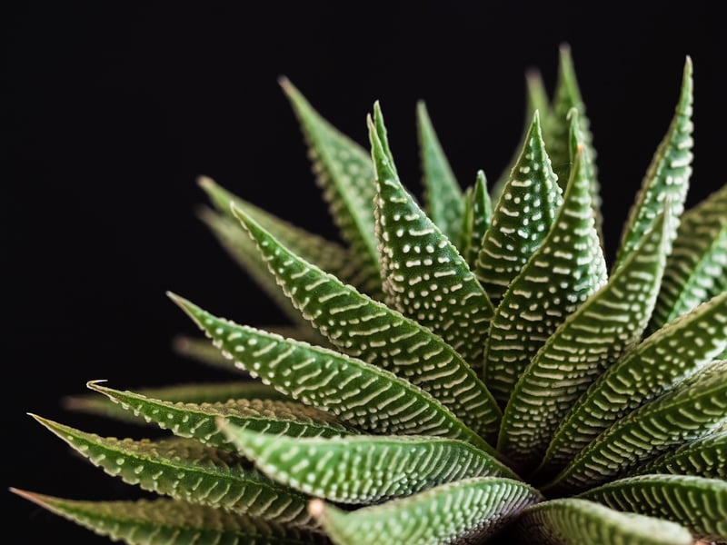 Succulent Wall Planter