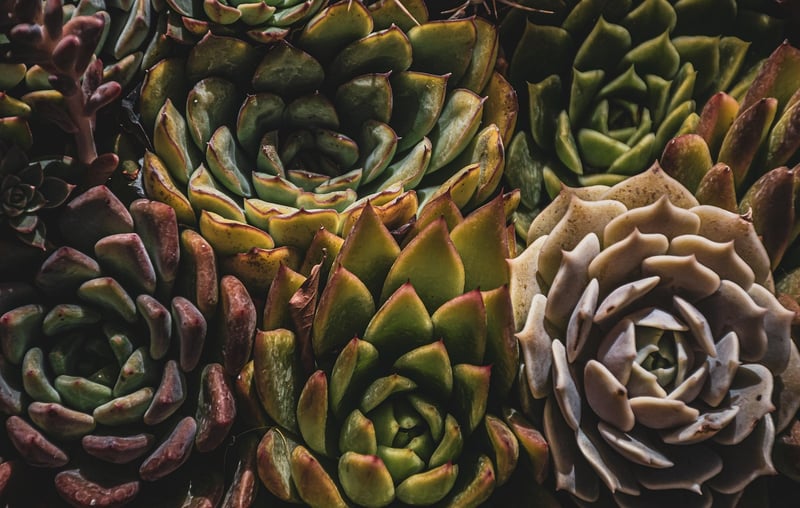Succulent Wall