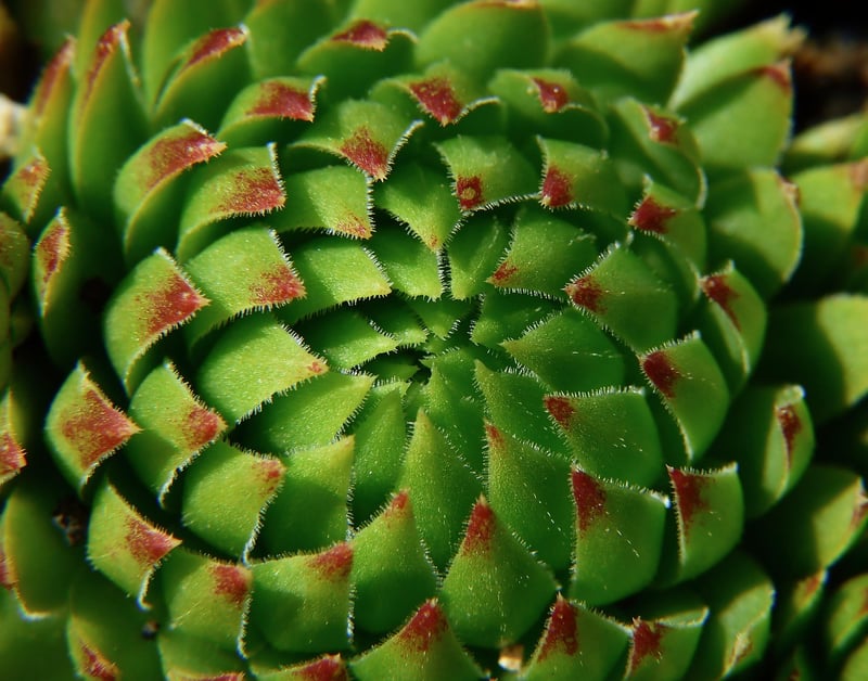 Succulent Propagation Workshop