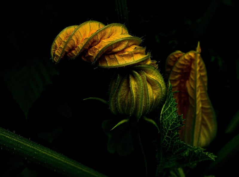 Herb Spiral